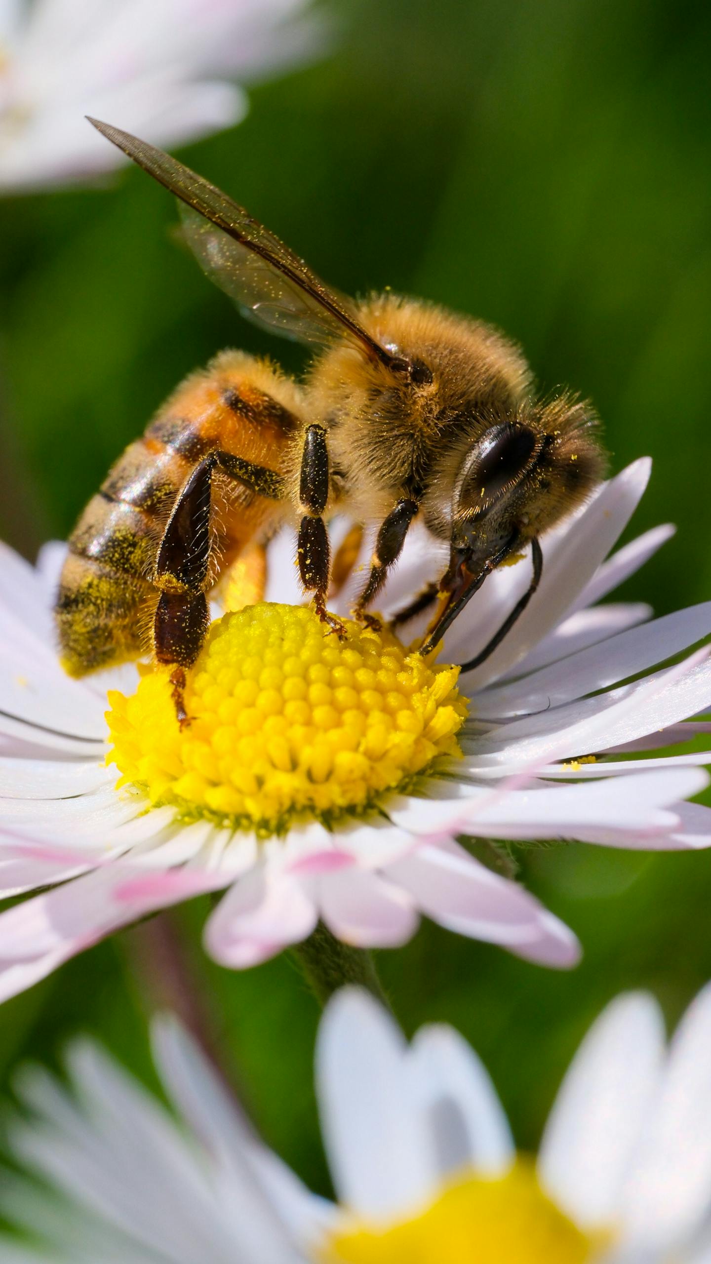 Close-up of a honeybee collecting nectar from a daisy flower in the garden.